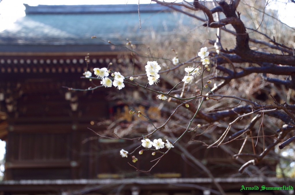 東漸寺の山門前の梅の花にズーム