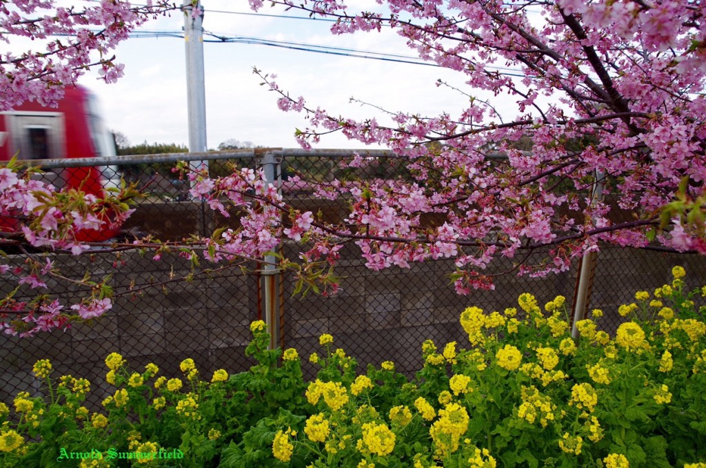 菜の花と電車と河津桜