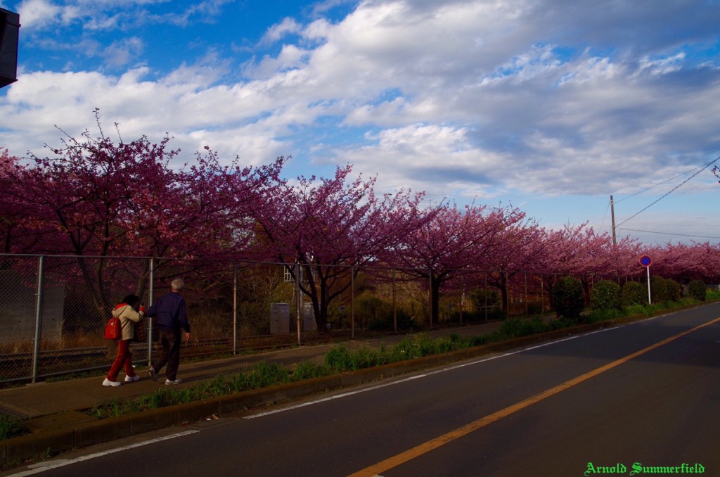 沿線の河津桜並木