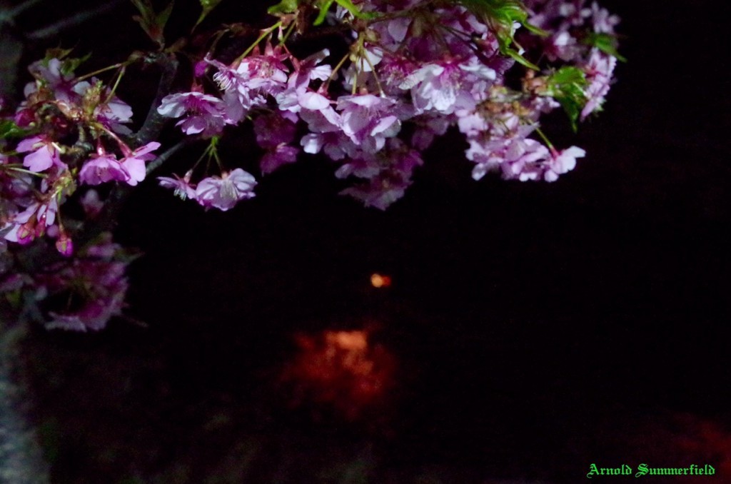 街灯に照らされた河津桜と川面に映るライトアップ河津桜