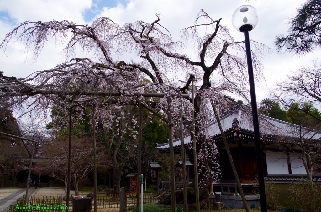 境内の枝垂れ桜