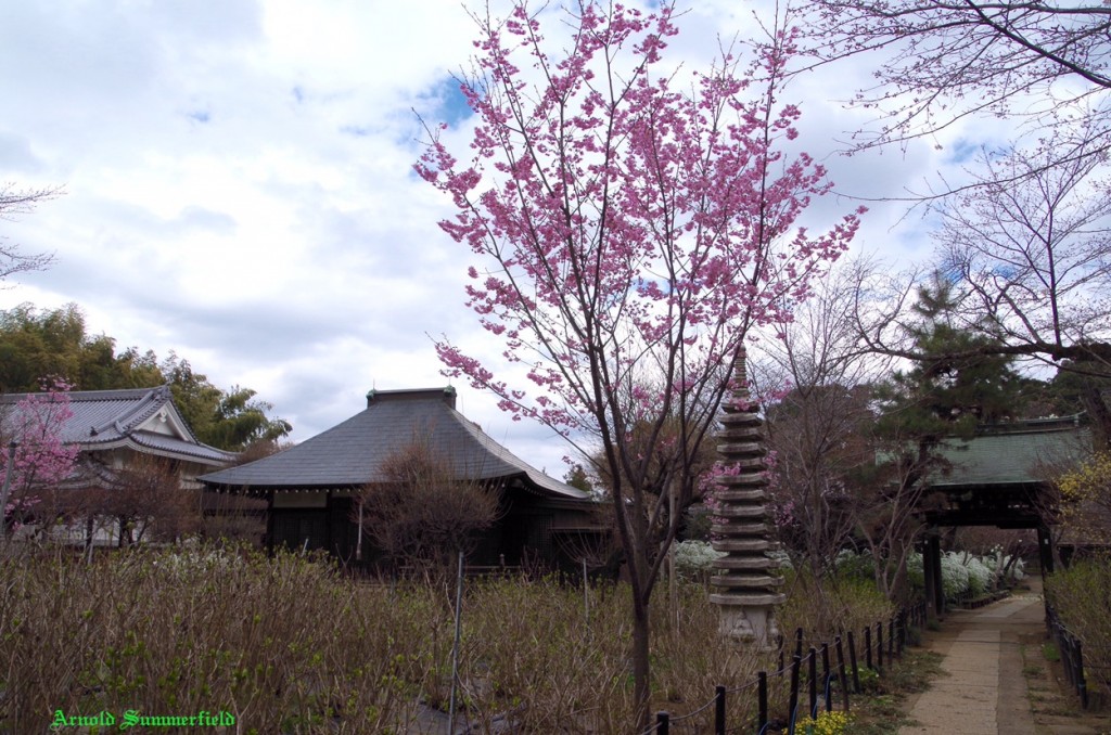 本土寺境内の寒緋桜