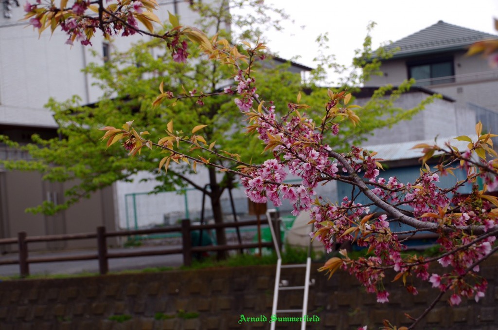 残っていた河津桜の花