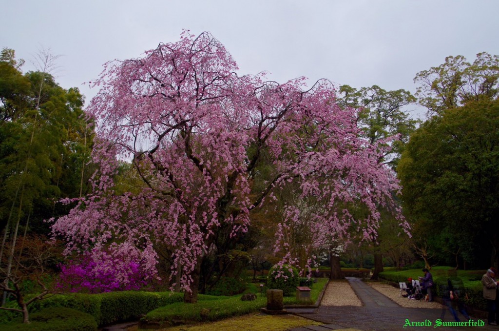 戸定歴が丘公園の枝垂れ桜
